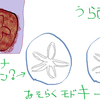 カシパンというウニの仲間 | Scaphechinus mirabilis