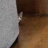 実家の猫ちゃん「そら」④🐱