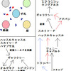 メタデッキ解説その３