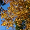 秋の色(紅葉:黄色)