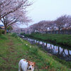 早朝桜散歩 3月28日～4月5日