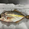 シマアジ、出汁まで美味しい高級魚