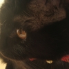 今日の黒猫モモさんの動画－１０６