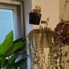 多肉植物。