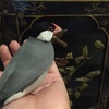 文鳥をいつまで飼うか