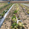 昨日の午後は冬野菜の収穫！