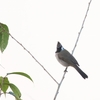 ホオジロヒヨドリ Himalayan Bulbul