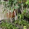 ネジバナ（ねじり草）2019、他