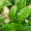 多様な昆虫を見ることが出来る夏の茶畑