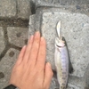 今まで釣れた魚図鑑