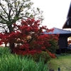 京都　東寺の紅葉の様子