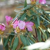 シャクナゲが咲いた！ 春の花その１