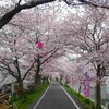 井原堤の満開の桜並木の２キロのトンネル最高！！（岡山県井原市　桜橋公園）