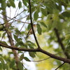 大阪城野鳥探鳥 2014/09/27 5:35-13:25