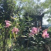 百合が咲きました