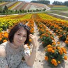 北海道　キハ４０最後の夏をめぐるたび・scene-2　美瑛・富良野をレンタカーで訪れる🚗③四季彩の丘へⅡ🌻🌺🌼