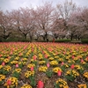 花の丘　「チュリップと桜のコラボ」