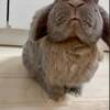 うさぎのつき７歳になりました！