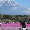 混雑する芝桜まつりの現実