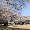 桜が満開です