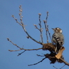 青い鳥シンドローム