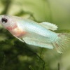 ベタの繁殖（2020/11/22）幼魚期　Beta splendens breeding.Juvenile fish