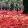 巾着田曼珠沙華公園「曼珠沙華まつり」で絶景の彼岸花を鑑賞｜2026年9月24日（埼玉県日高市）