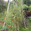 ミニトマト終了　まだ良かった　The end of cherry tomatoes