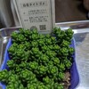 新しくお迎えした多肉植物