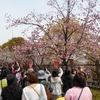 造幣局桜の通り抜け 2025 予約方法（スマホ画面写真付き）