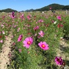 笠岡ベイファームのコスモスとサンラヴィアンのシュークリーム♪