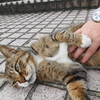 6月前半の #ねこ #cat #猫 その1