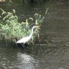 地域によっては大迷惑な……