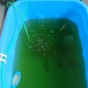 こちらも青水 白いコメの水換え