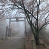 吉野山の白山桜