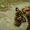 動物園　続き