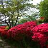 矢板　長峰公園のツツジ