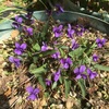 スミレの花〜さ〜くコロ