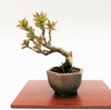 ■イチイ　Japanese Yew