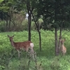 今朝のシカちゃん🦌