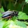 ヒメギス・・・黒光りした小柄なキリギリス