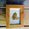 カードサイズの葉っぱのアート