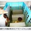 森の中でアワビ養殖　メーカー、事業化への事。