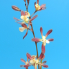 Encyclia alata