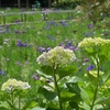 ✿本土寺の紫陽花