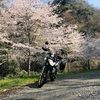 平成最後の桜ツーリング🎶