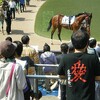 アーティスティックピクチャーポエム 「愛を背負った競馬博士」