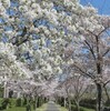 ウォーキングがてらの花見