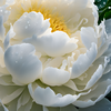 【🌹源氏物語BGM ①】🪷第1帖 桐壺〈きりつぼ〉🪻第2帖 帚木〈ははきぎ〉 🌺第3帖 空蝉〈うつせみ〉 🌼第4帖 夕顔〈ゆうがお〉