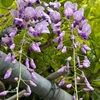 藤の花は見守る優しい色